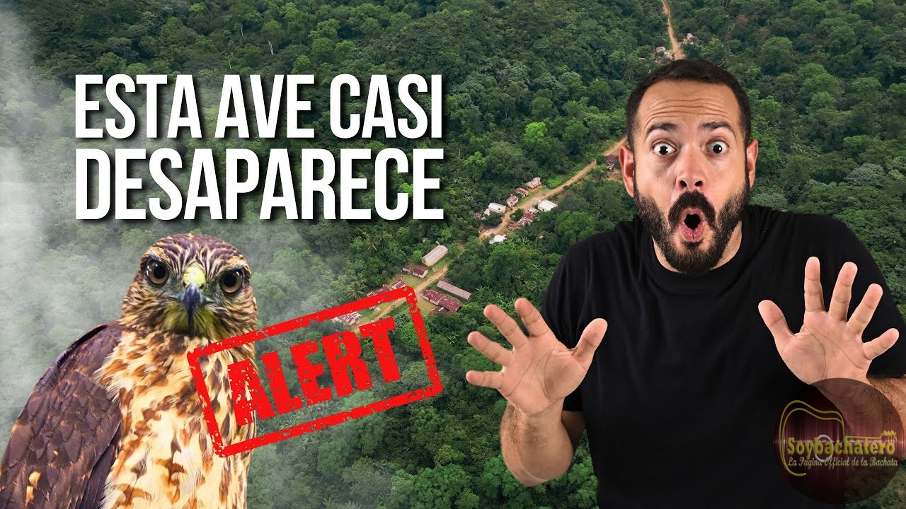 ¡Frente al ave de presa más rara del mundo!